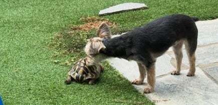 「可愛いやんかぁ〜」上原浩治が自慢のペットを紹介！