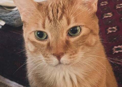 石田ゆり子の「ハニオ日記」。犬たちは山へ、猫たちは都会で、それぞれの夏がはじまった