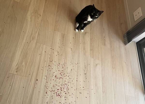 藤あや子、愛猫の“濡れ衣”にほっこり反論「ボクは見に来ただけ！」