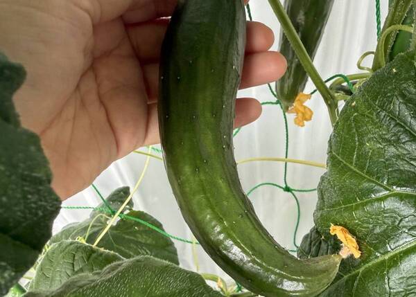 やす子、“70日目の菜園”に感動！立派なきゅうりが大豊作「買わなくてすみそう！」