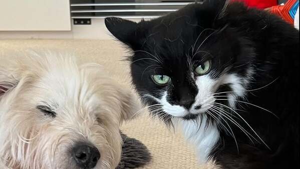 「御三方の仲良し姿に癒される」黒田知永子、ペット3匹の仲良しムービーを公開