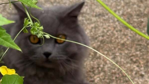 「絵に描きたくなるようなかわいいお目め」栗原はるみ、庭でくつろぐ愛猫の様子を披露