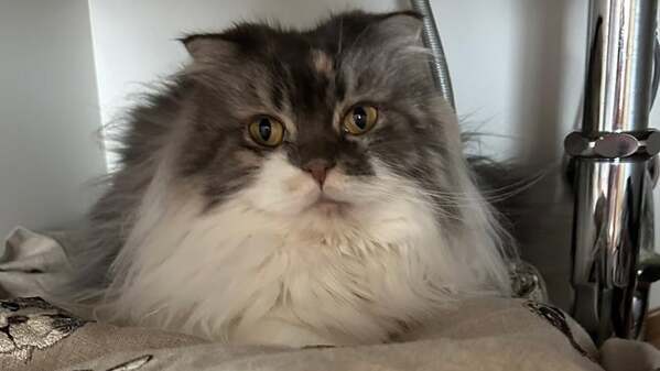 「お気に入りの“秘密基地”でくつろぐ姿に癒される」中川剛、〇〇から愛猫ショットを公開