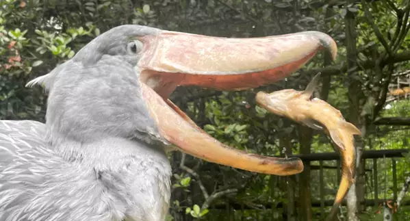 “動かない鳥”の本気、見た？ ハシビロコウ・しずか、豪快すぎるお食事ショット