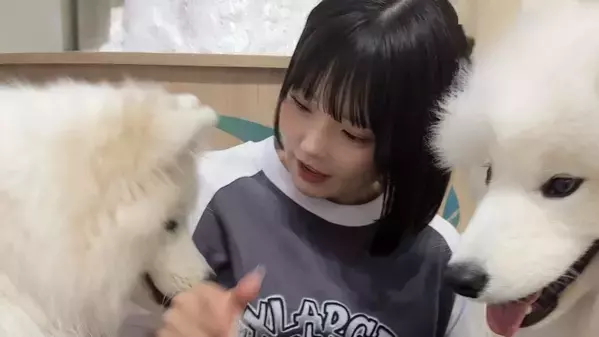 「天使がサモエドに囲まれてる」CANDY TUNE・福山梨乃の癒やしすぎるカフェショットが話題に